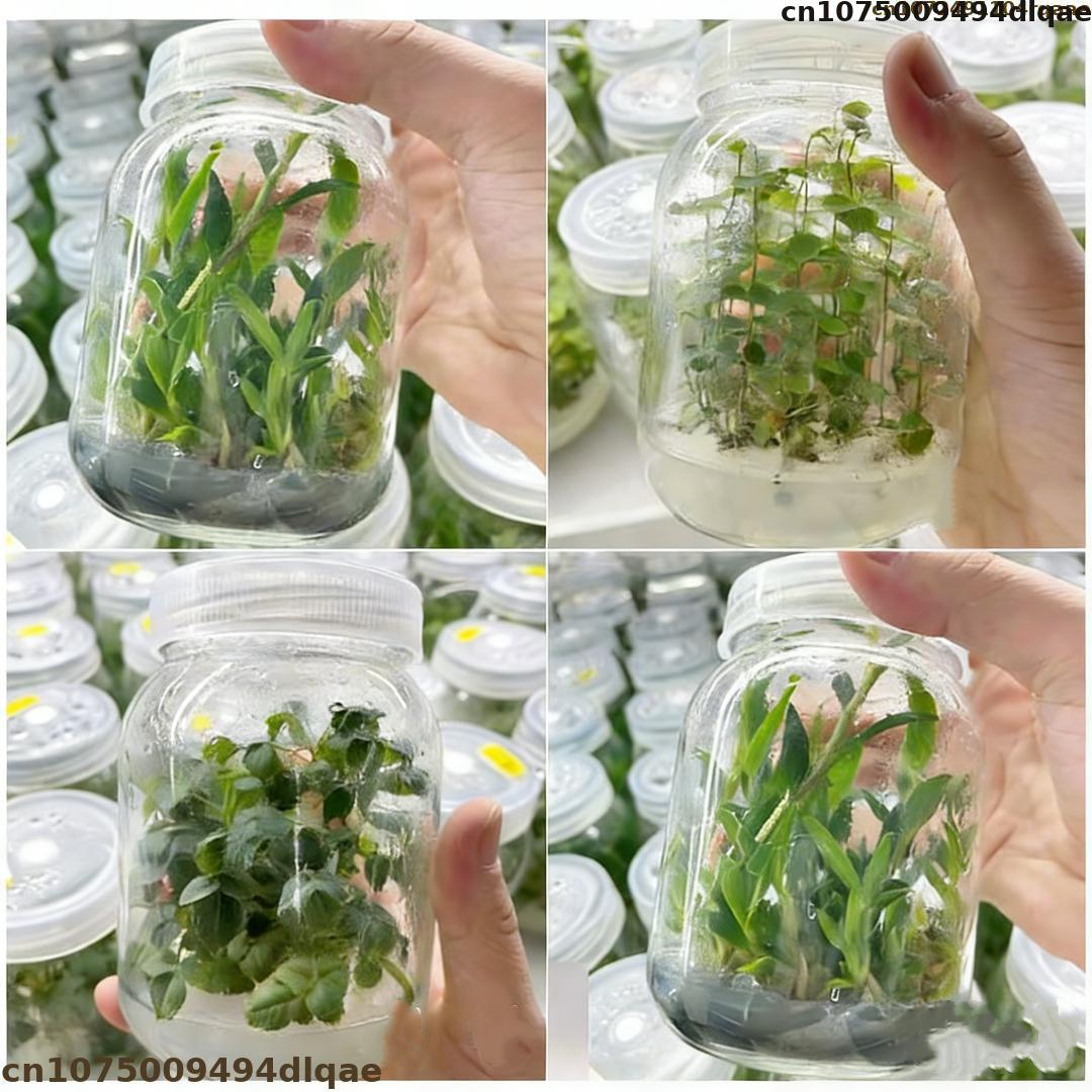 Agar Tissue Culture - Pó de Agar para Cultura de