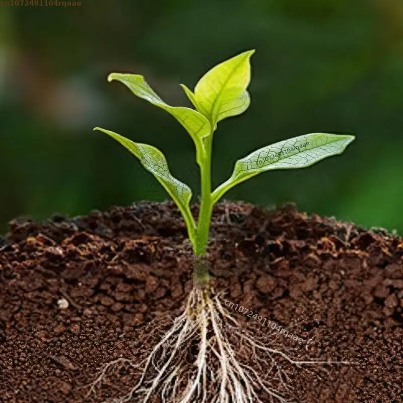 Pó de Enraizamento de Plantas  - Rooting Hormone Powder avaliação e preço